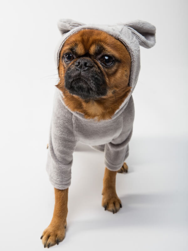 Pug puppy sweater store
